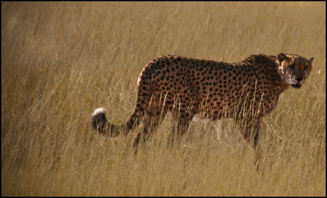 Cheetah, Kalahari Desert - Namibia